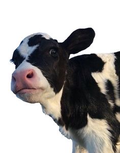 a black and white cow looking at the camera