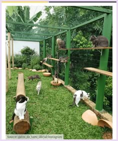 several cats are in an enclosure with trees and grass