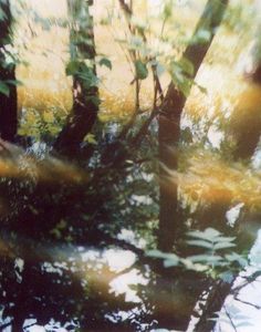 blurry photograph of trees and water in the woods with sunlight coming through leaves on them