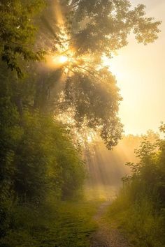 the sun shines through the trees on a dirt path in the middle of a forest