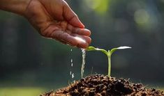 a person is watering water from a small plant in the dirt with their hands on it