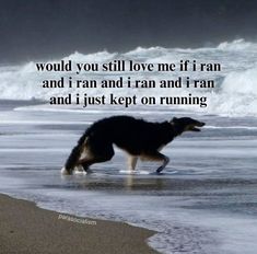 a black and white dog walking on top of a beach next to the ocean