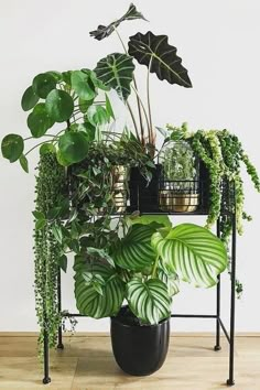 there is a plant stand with plants on it