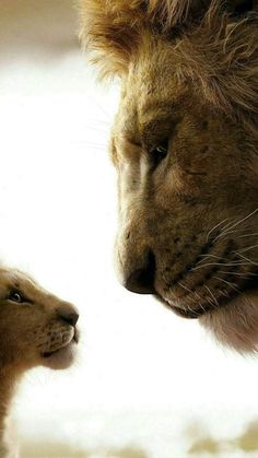 the lion and the lamb are facing each other