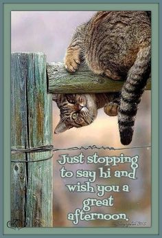 Afternoon Funny Quotes, Good Afternoon Funny, Cute Kitty Pictures, Facebook Birthday Wishes, Funny Qotes, Blonde Hair Pictures, Cat Funnies, Animals Of Australia