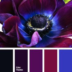 the color palette is purple, blue and red with an image of a large flower