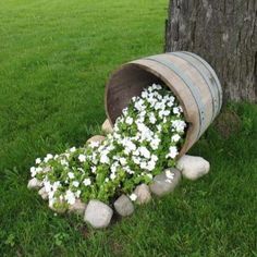 a wooden barrel filled with white flowers next to a tree