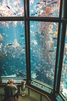 two people looking at fish in an aquarium with large glass walls and floor to ceiling windows