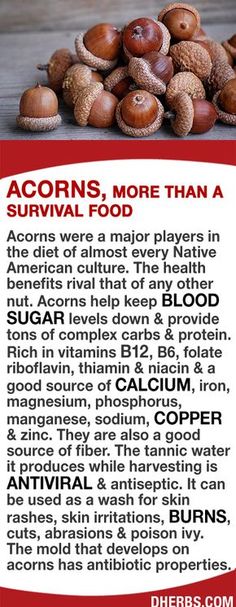 Acorns were major in the diet of almost every Native American culture. Acorns help keep blood sugar levels down & provide tons of complex carbs & protein. Rich in vitamins B12, B6, folate riboflavin, thiamin & niacin & a good source of calcium, iron, magnesium, phosphorus, manganese, sodium, copper & zinc as well as fiber. The tannic water it produces is antiviral & antiseptic. It can be used as a wash for rashes, skin irritations, burns, cuts, abrasions & poison ivy. #dherbs Complex Carbs, Survival Food, Food List, American Culture, Vitamin B12, Natural Health Remedies, Healing Herbs, Native American Culture