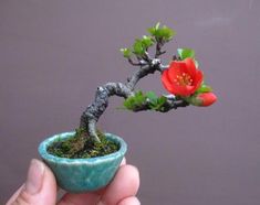 a small bonsai tree with red flowers in a blue pot held by someone's hand