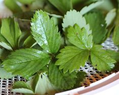 some green leaves are sitting in a bowl on a mesh net tablecloth with water droplets