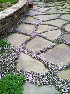 a stone walkway with purple flowers growing on it