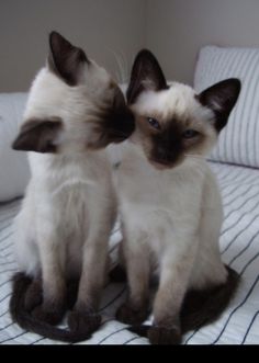 two siamese cats sitting on top of a bed