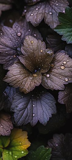 purple leaves with water droplets on them