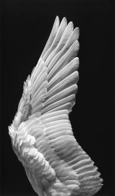 a large white bird flying through the air