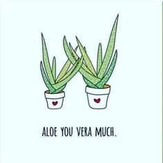 two potted plants with the words aloe you vera much