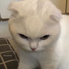 a white cat sitting on top of a bed