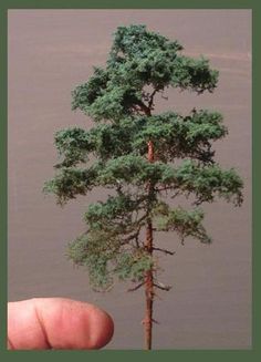 a hand holding a tiny pine tree with water in the background