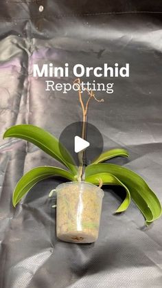 a small potted plant sitting on top of a plastic bag that says mini orchid repotting