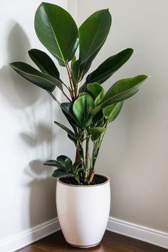 a potted plant sitting on top of a wooden floor next to a white wall