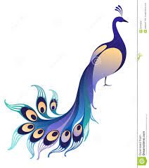 a peacock with blue feathers on a white background stock photo - image 349784