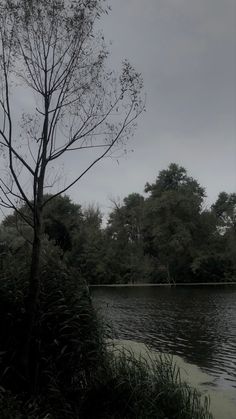 a lone tree sitting next to a body of water with trees in the background on a cloudy day