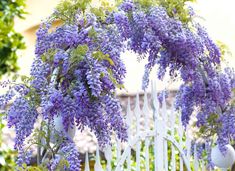 purple flowers growing on the side of a white fence