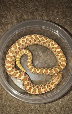 a yellow and brown snake in a plastic container