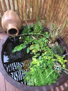 a fish pond filled with lots of green plants and water next to a bamboo fence