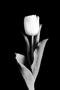 black and white photograph of two tulips in the dark by fine art america