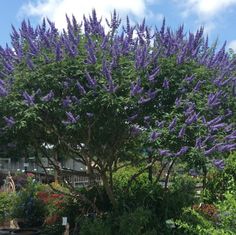 purple flowers are blooming on the trees in this garden area, along with other plants and shrubs