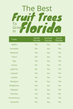 the best fruit trees to grow in florida infographical poster with names and numbers