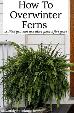 a houseplant in front of a door with the words how to overwinter ferns