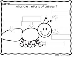 an insect worksheet with the words what are the parts of an insect?