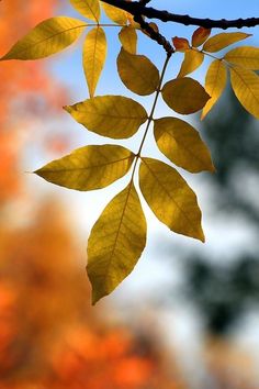 yellow leaves on a tree branch in front of some trees with orange and green leaves