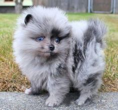 a small gray dog with blue eyes standing on top of a cement slab in the grass