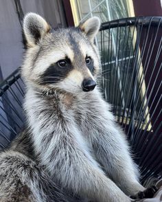 a raccoon sitting on top of a metal chair