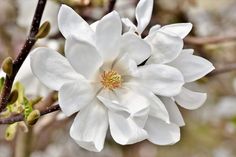 a white flower is blooming on a tree