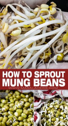 how to sprout mung beans in 3 easy steps with pictures and text overlay