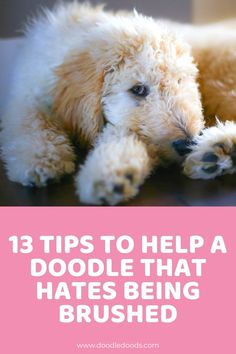 13 Tips To Help Brush A Doodle Bernedoodle Grooming, Matted Dog Hair, Doodle Cuts, Doodle Grooming, Labradoodle Grooming, Goldendoodle Haircuts, Red Goldendoodle, Dog Grooming Diy, Lolo Jones