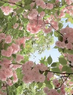 pink flowers are blooming on the branches of trees