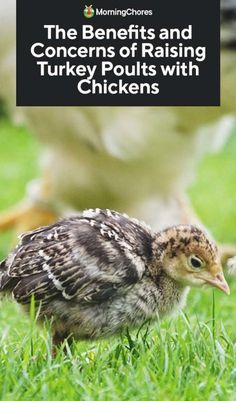 the benefits and concerns of raising turkey pouts with chickens