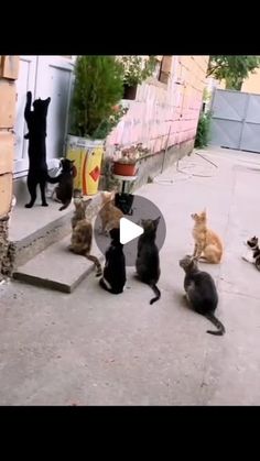 a group of cats sitting on top of a sidewalk