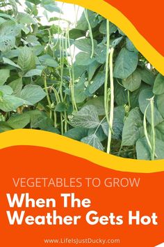 vegetables to grow when the weather gets hot