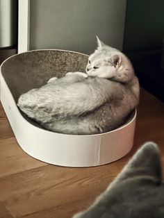 a cat is curled up in a round bed