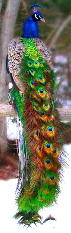 the peacock is displaying its colorful feathers in front of some trees and snow covered ground