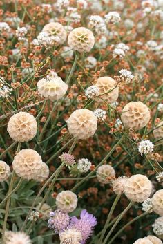 the flowers are blooming very nicely in the garden