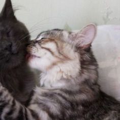 two cats are playing with each other on the couch