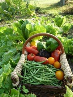 Basket of vegetables freshly picked from the garden. Dordogne France, Straw Bale, Vegetarian Cooking, Stardew Valley, Veggie Garden, Fruit And Veg, Edible Garden, Farm Gardens, Cookbook Recipes