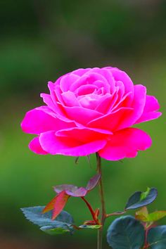 a pink rose with green leaves in the foreground and a blurry background behind it